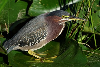 Green heron standing on a floating leaf