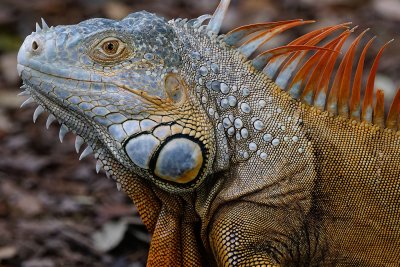 Green iguana, closeup, in orange
