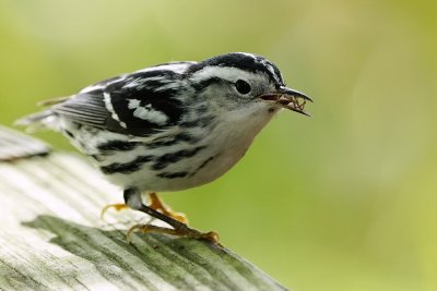 Black and white warbler caught a spider