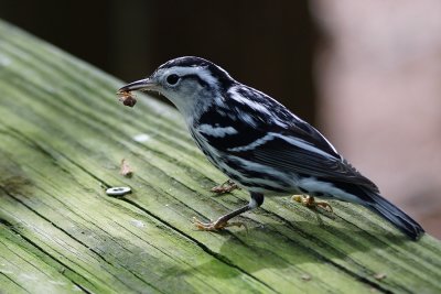 Black and white warbler with food