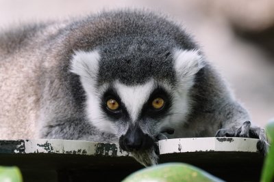 Ring-tailed lemur looking at the camera