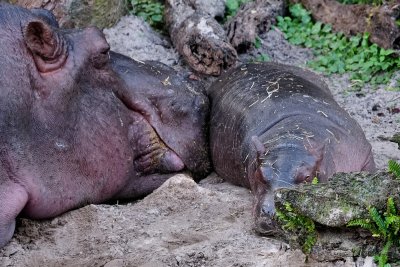 Baby hippo with momma