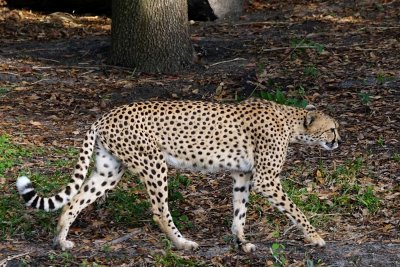 Cheetah on the stroll