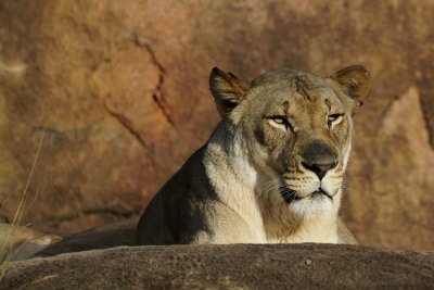 Female lion on a rock