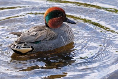 Male green-winged teal cleaning himself