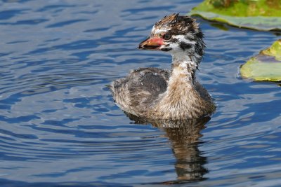 Baby pied-billed grebe