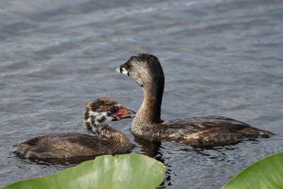 Pied-billed grebe mom and chick