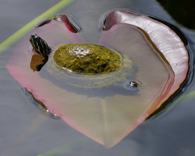 Baby turtle on a heart-shaped leaf