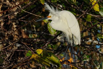 Snowy egret feathers blowing