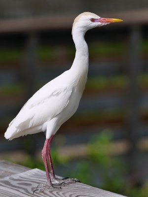 Cattle egret standing on the rail in full mating colors