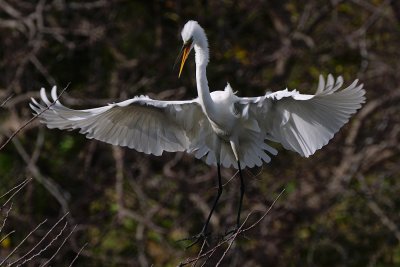 Great egret hitting turbulence at landing