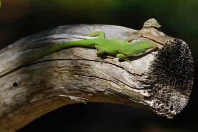 Green anole on a log