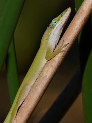 Green anole on a brown reed