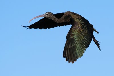 Glossy ibis flying close