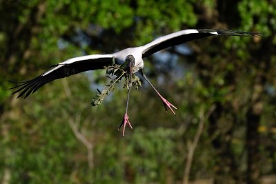 Wood stork coming at the lens