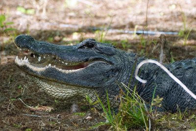 Happy looking alligator profile