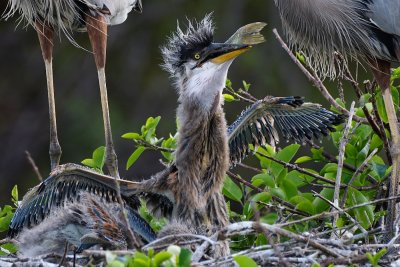 Great blue heron chick swallowing a fish
