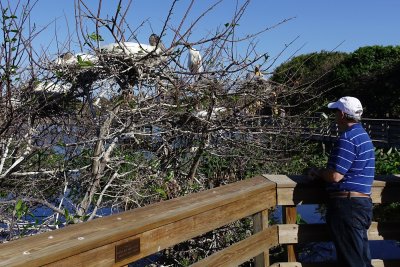 How close you can get to the wood stork nests