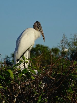 Wood stork atop its nest