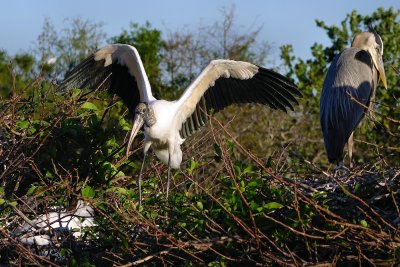 Wood stork flapping its wings