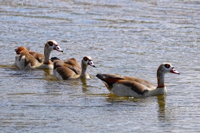 Egyptian geese swimming