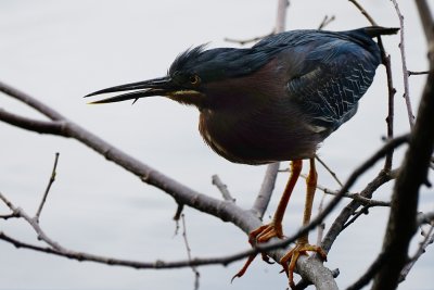 Green heron hunting in the backlight