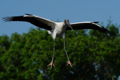 Wood stork ready to land