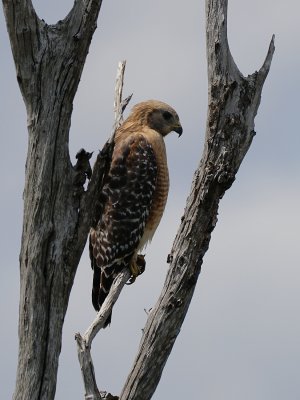 Red shouldered hawk blending with a tree