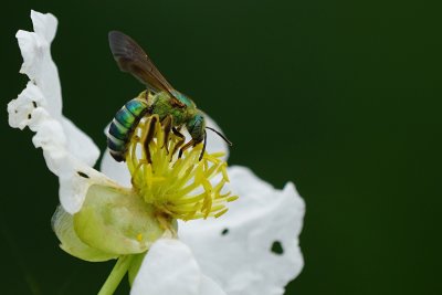 Green bee
