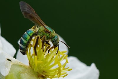Green bee closeup