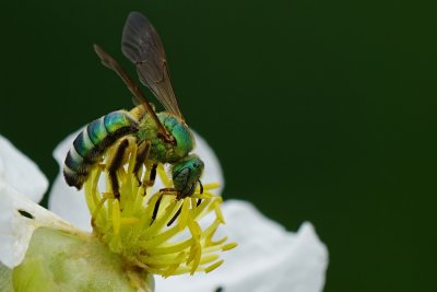 Green bee on a flower