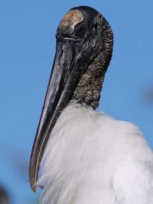 Wood stork closeup