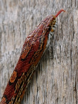 Corn snake closeup