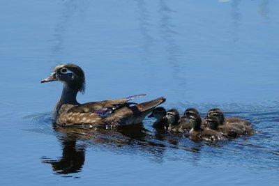 Wood duck - female with ducklings
