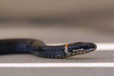Cute ringneck snake removed from my pool