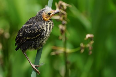 Red-winged blackbird chick out of the nest