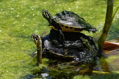 Baby turtle riding dad's back