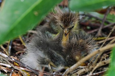 New tricolor heron hatchlings