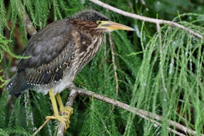 Baby green heron strayed from the nest