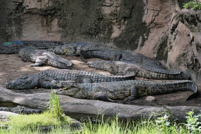 Painted crocodiles
