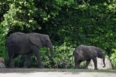 Elephant and junior