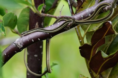long, thin eastern ribbon snake
