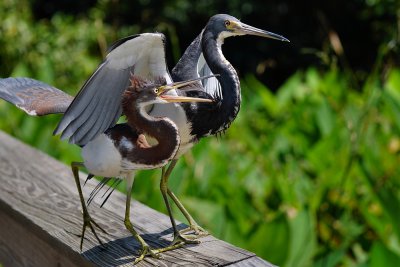 Tricolor heron baby coming through mom's wing