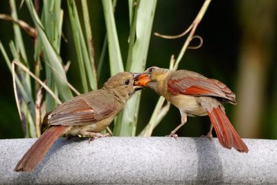 Cardinal chick being fed by mom