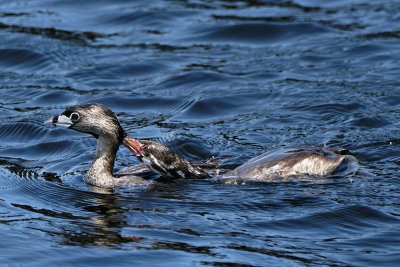 Pied-billed grebe chick begging for food