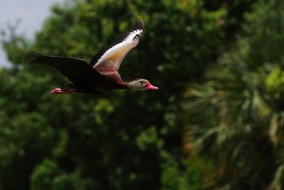Black-bellied whistling duck fly-by sequence