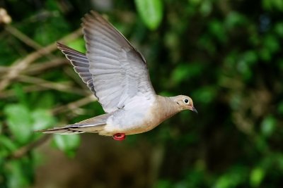 Dove flying through the yard