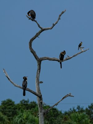 Birds hanging out on a dead tree