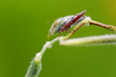 Red bug on a leaf