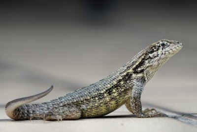 Northern curly-tailed lizard in the yard